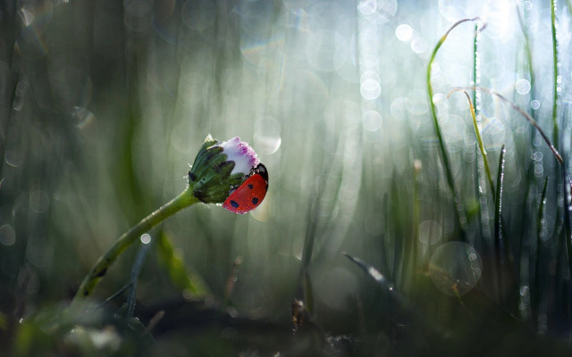 Ladybug flower grass dewdrops macro free wallpaper - medium preview image