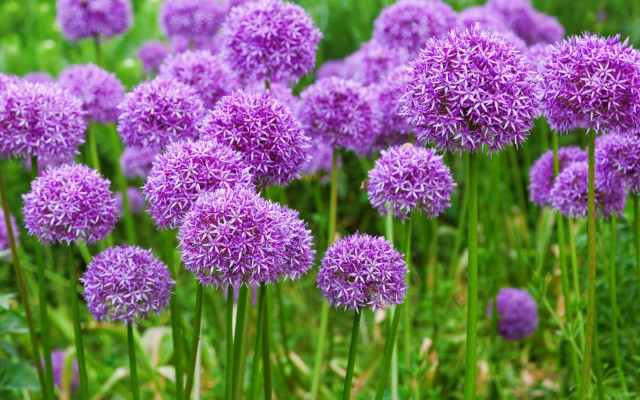 Purple flower field macro blurry #8 free wallpaper for desktop - medium preview image