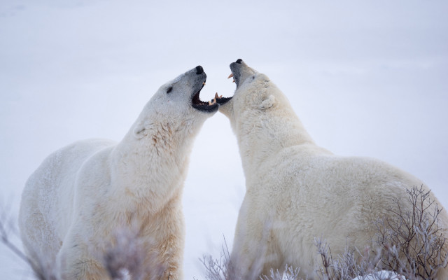 Polar bears fighting snow ecological free wallpaper - medium preview image