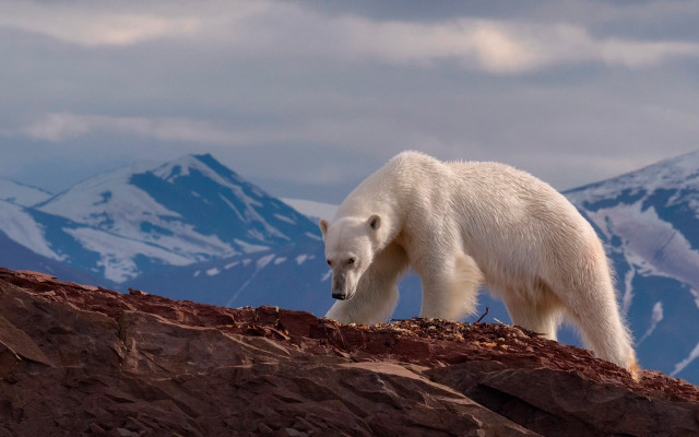 Polar bear rocky hill mountains free wallpaper - medium preview image
