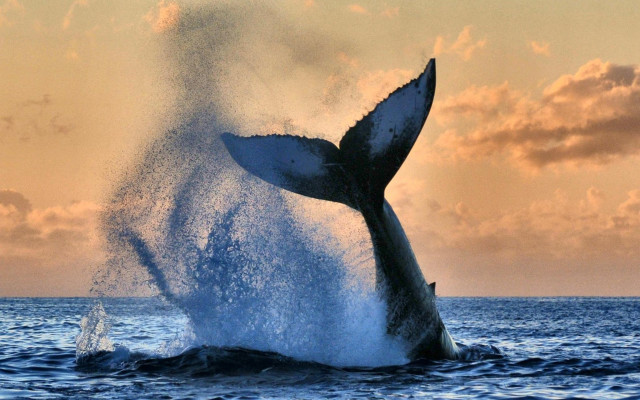 Whale jumping sunset ocean nature free wallpaper - medium preview image