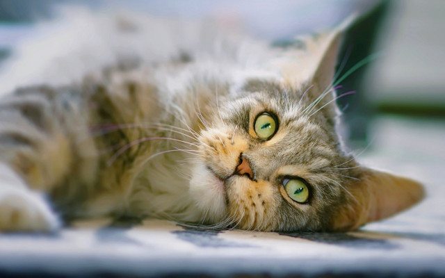 White cat laying on back free wallpaper - medium preview image