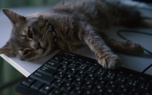 Cat keyboard desk mouse blurry free wallpaper - medium preview image