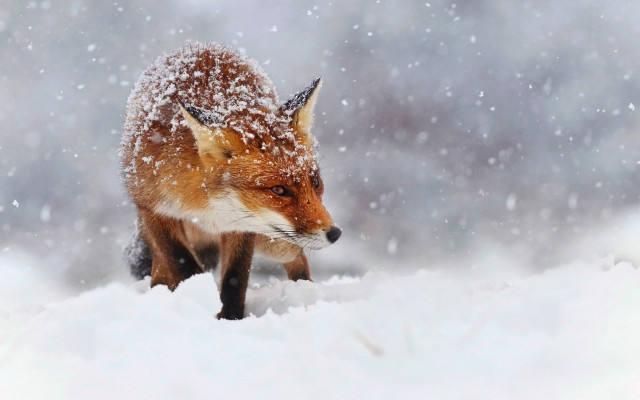 Red fox winter woods snow free wallpaper - medium preview image