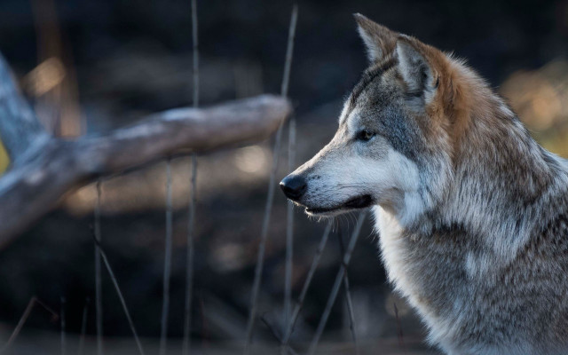 Wolf field tree log blurry free wallpaper - medium preview image