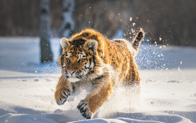 Tiger snow forest aurora night free wallpaper - medium preview image