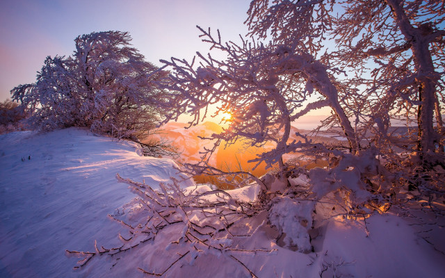 Sunshine branches snow forest autumn free wallpaper - medium preview image