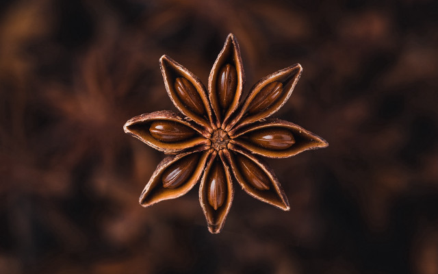 Star seed brown background butterfly free wallpaper - medium preview image