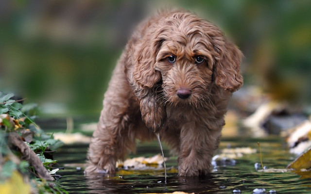 Wet dog puddle leaves bush free wallpaper - medium preview image