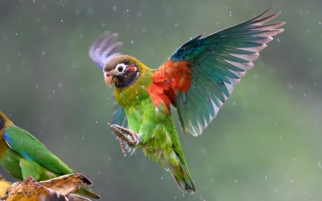 Colorful bird flying banana peel free wallpaper - medium preview image