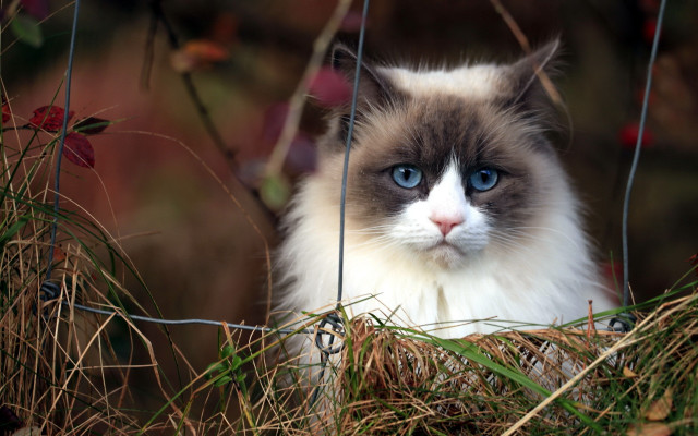 Cat blue eyes fence grass free wallpaper - medium preview image