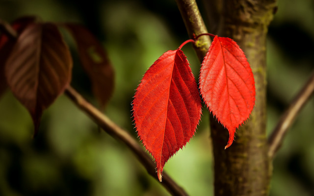 Red leaf forest autumn macro free wallpaper - medium preview image