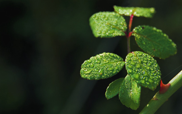 Water drops plant macro green free wallpaper - medium preview image