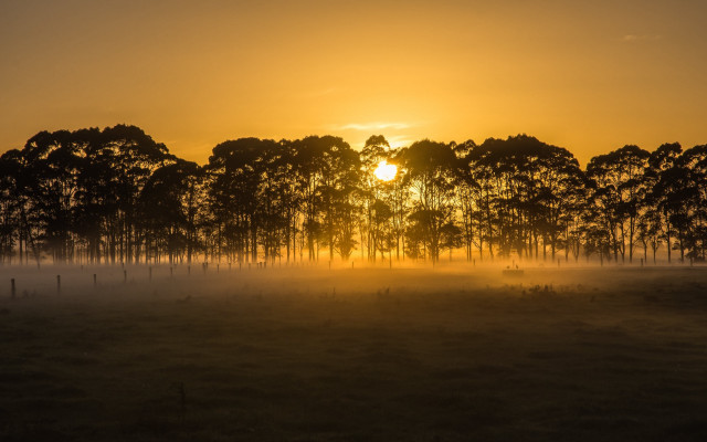 Sunset foggy trees horizon reflection free wallpaper - medium preview image