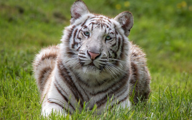 White tiger sad eyes grass free wallpaper - medium preview image