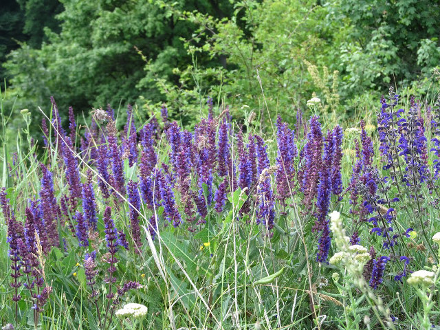 Purple flowers green trees blue free wallpaper - medium preview image