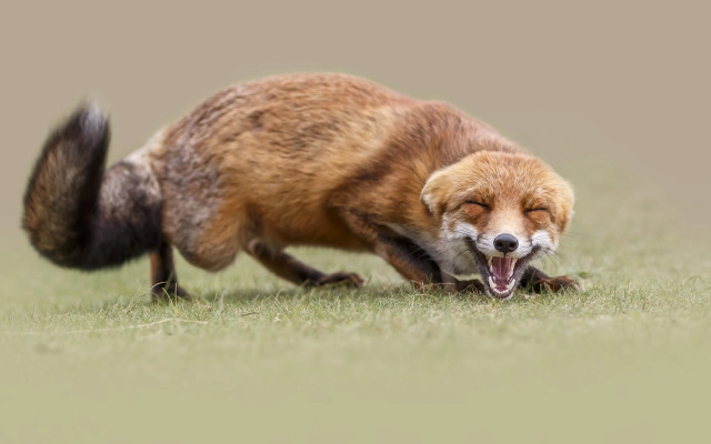 Fox rolling grass open mouth free wallpaper - medium preview image