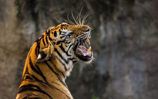 Tiger growling wide open sharp free wallpaper - medium preview image