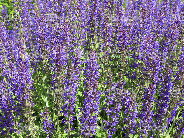 Purple flower field royalty art free wallpaper - medium preview image