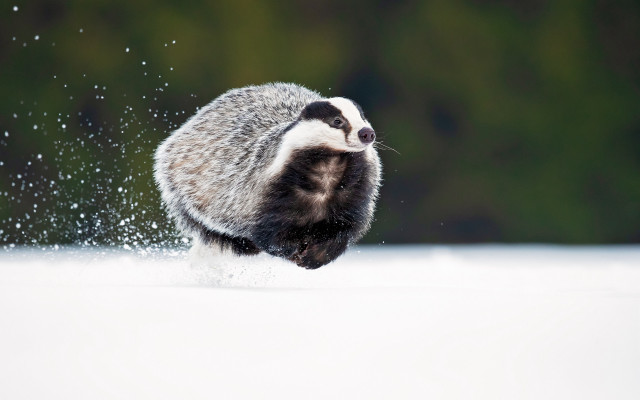 Raccoon snowfall winter impressionist aurora free wallpaper - medium preview image