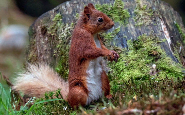 Squirrel primivitism puzzle photograph mossy free wallpaper - medium preview image