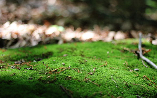 Moss ground tree blurry nature free wallpaper - medium preview image