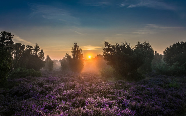 Sunset tree purple flowers forest free wallpaper - medium preview image