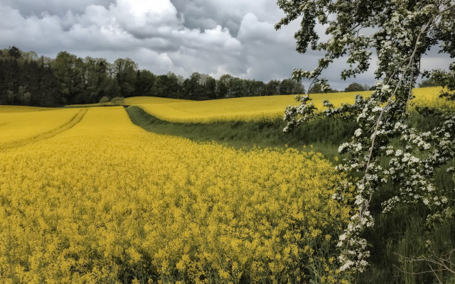 Yellow flowers cloudy sky trees free wallpaper - medium preview image