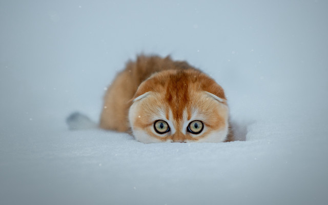 Surreal cat snow shiba inu free wallpaper - medium preview image