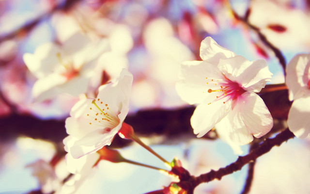 White flower bokeh cherry blossom free wallpaper - medium preview image