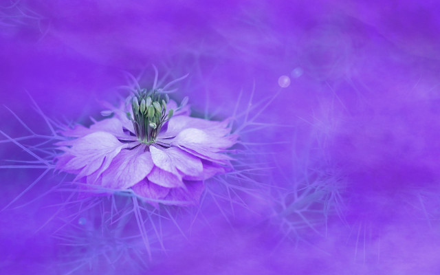 Purple flower fog light shadow free wallpaper - medium preview image