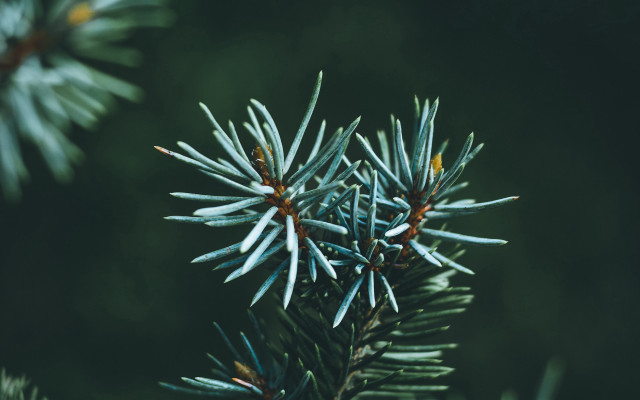 Pine branch needles green blurry free wallpaper - medium preview image