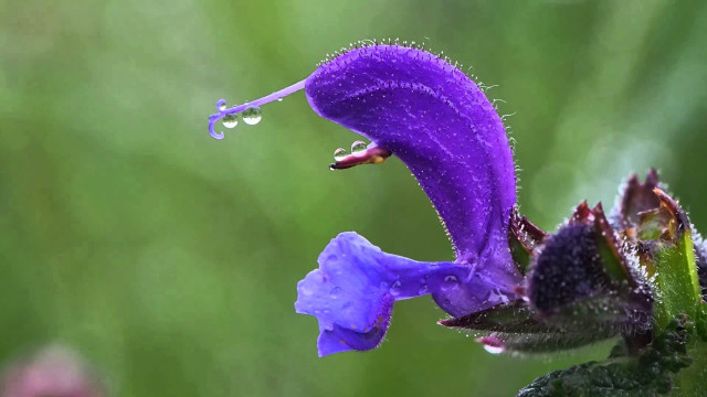 Purple flower water droplets green free wallpaper - medium preview image