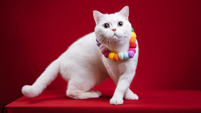 White cat rainbow collar furry free wallpaper - medium preview image