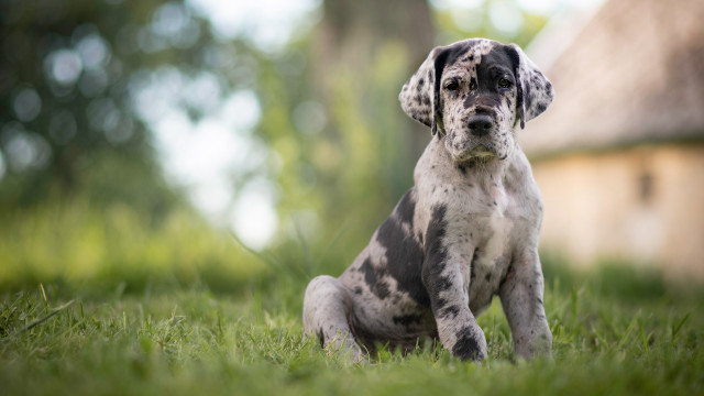 Dog grass house trees bokeh free wallpaper - medium preview image