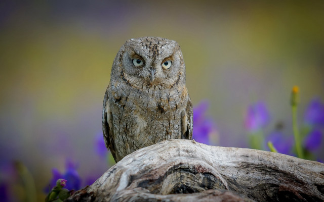 Owl closeup tree stump flowers free wallpaper - medium preview image
