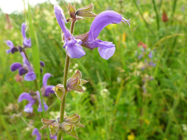 Purple flower green background grass free wallpaper - medium preview image