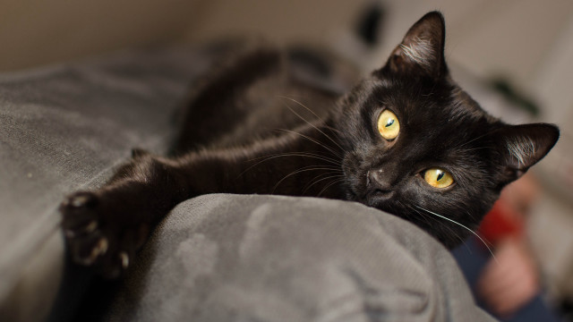Black cat yellow eyes couch #2 free wallpaper - medium preview image