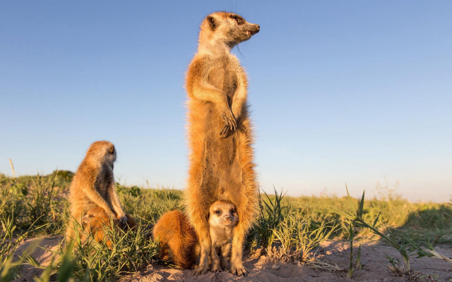 Meerkats sand dunes grassy area free wallpaper - medium preview image