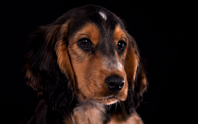 Sad dog black background looking free wallpaper - medium preview image