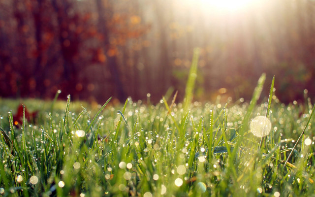Dewy grass forest sunlight bokeh free wallpaper - medium preview image