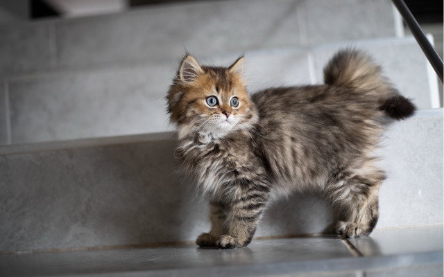 Fluffy blue eyed kitten stepway free wallpaper - medium preview image