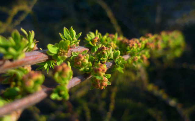Plant flower leaf bokeh macro free wallpaper - medium preview image
