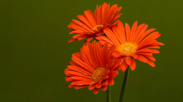 Orange flower vase macro floral free wallpaper - medium preview image