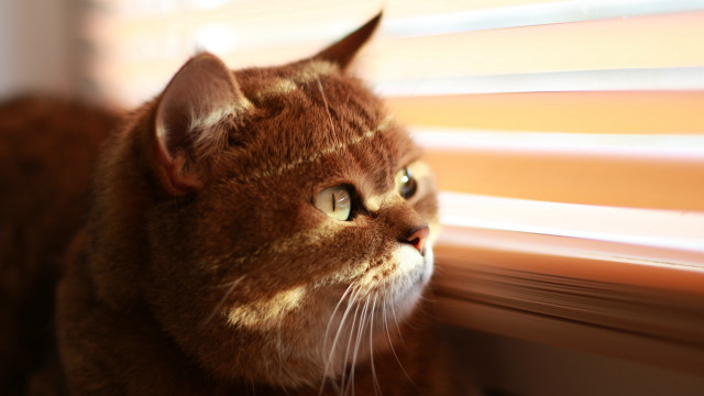 Cat window blinds sunny day free wallpaper - medium preview image