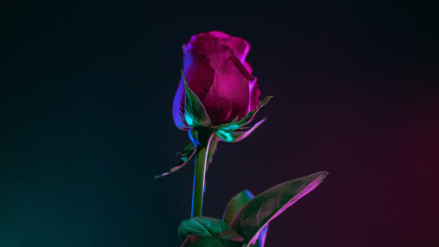 Single rose vase purple background free wallpaper - medium preview image