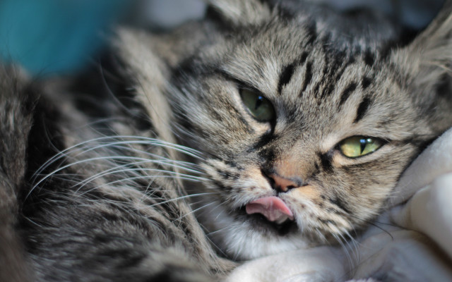 Cat blanket tongue wideeyes macro free wallpaper - medium preview image