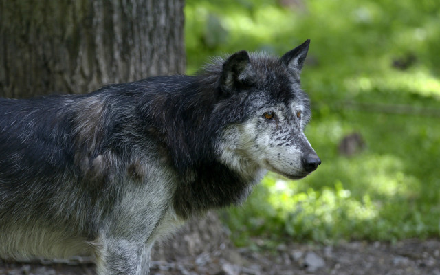Wolf tree forest grass naturalism free wallpaper - medium preview image