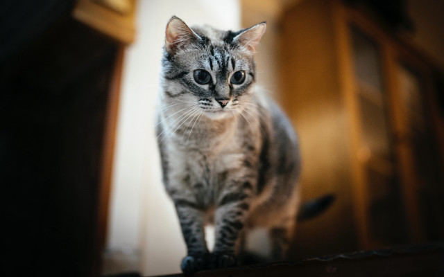 Cat table blurry background rococo free wallpaper - medium preview image