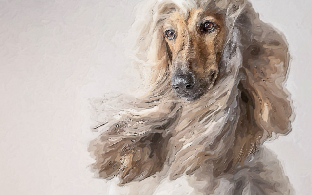 Long haired dog looking camera free wallpaper - medium preview image